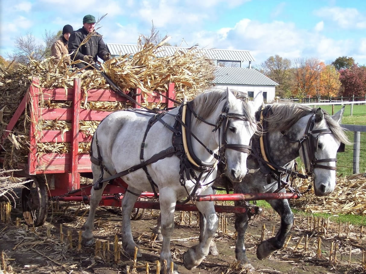 Photo of horse drawn wagon hauling hay at Klein Farm