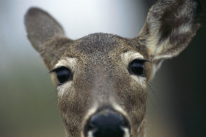 Photo of face of deer looking into camera