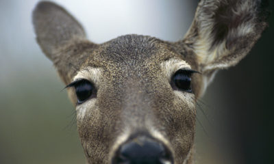 Photo of face of deer looking into camera