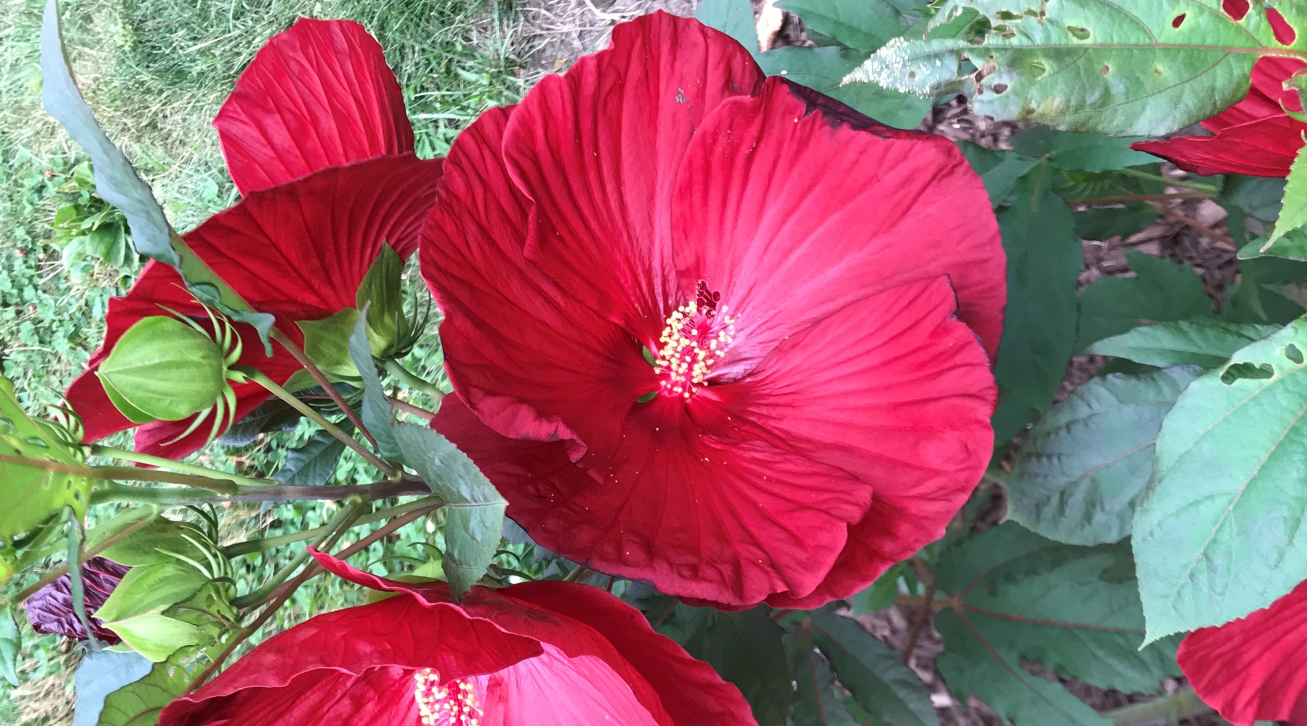 July 2020 Hibiscus at Kruse House Gardencropped