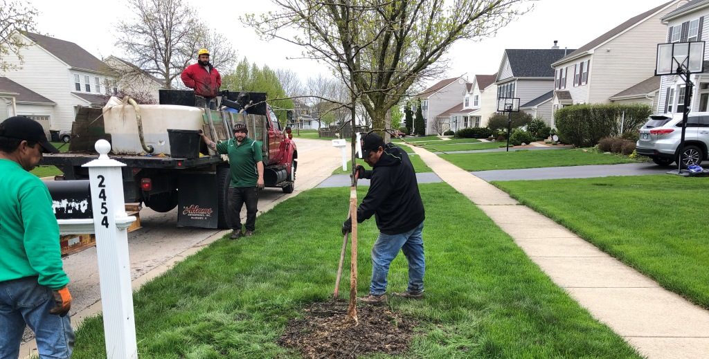 Tree being planted on residential parkway in West Chicago IL