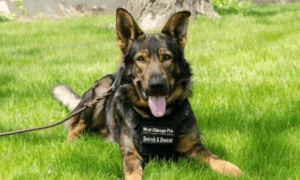 West Chicago Fire Protection Districts K-9