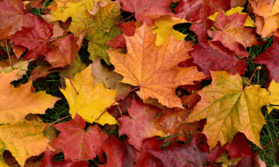 Fall Leaves