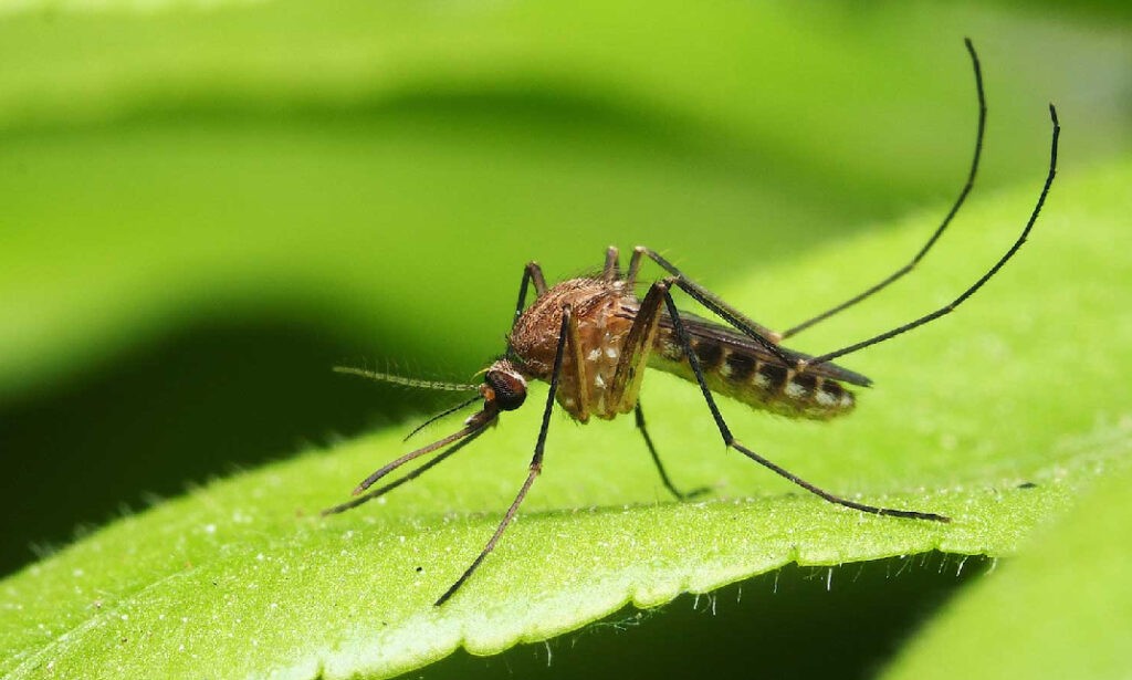 Mosquito on Leaf