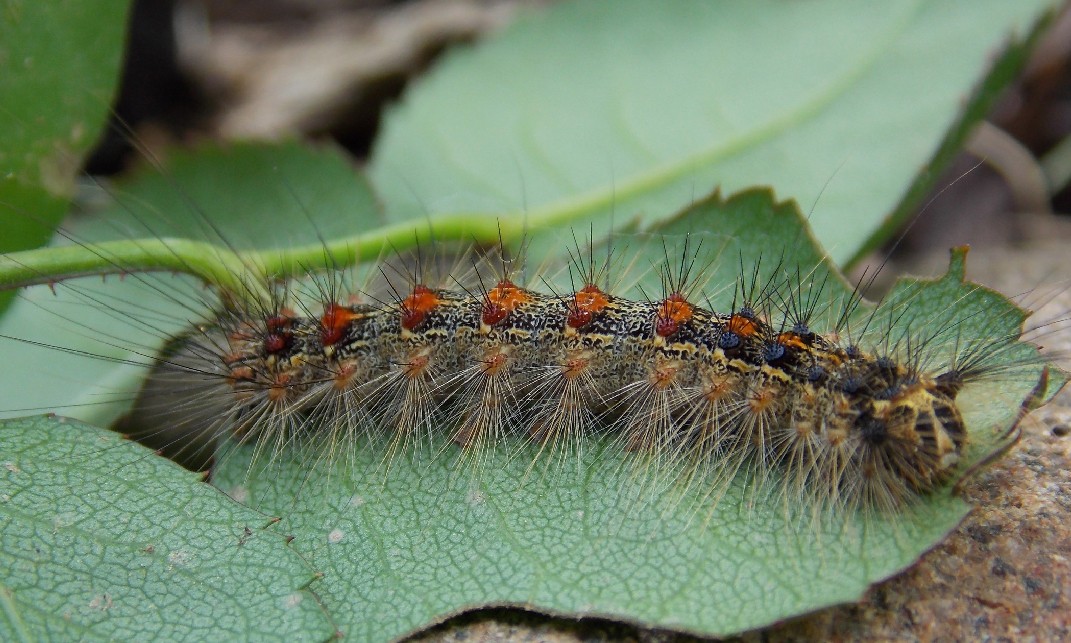 Gypsy Moth Caterpillar