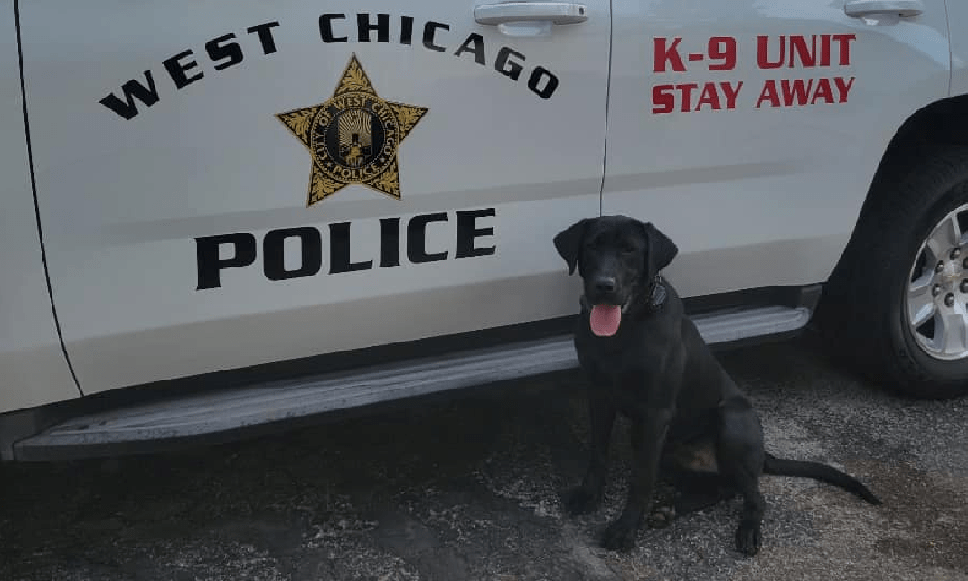 Chicago store police k9