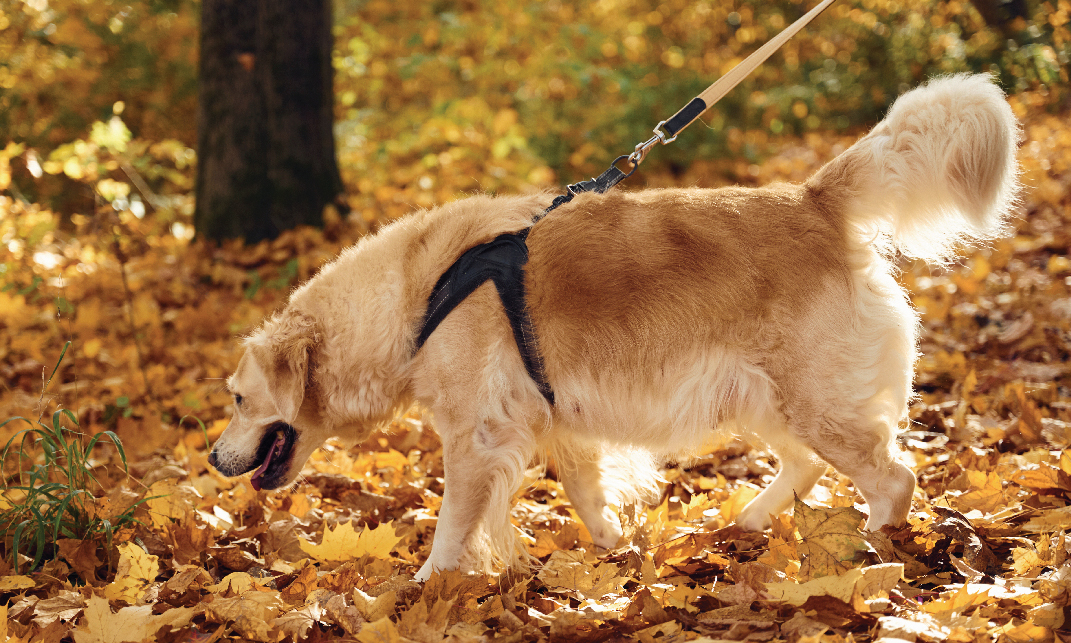 Dog with Leash