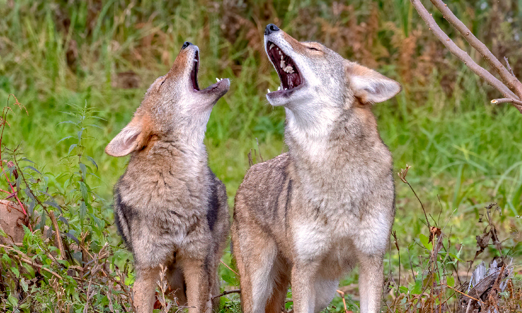 Coyotes-01