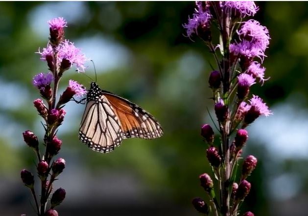 Monarch butterfly lands on purple flower