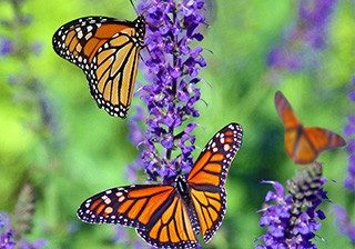 Monarchs in garden